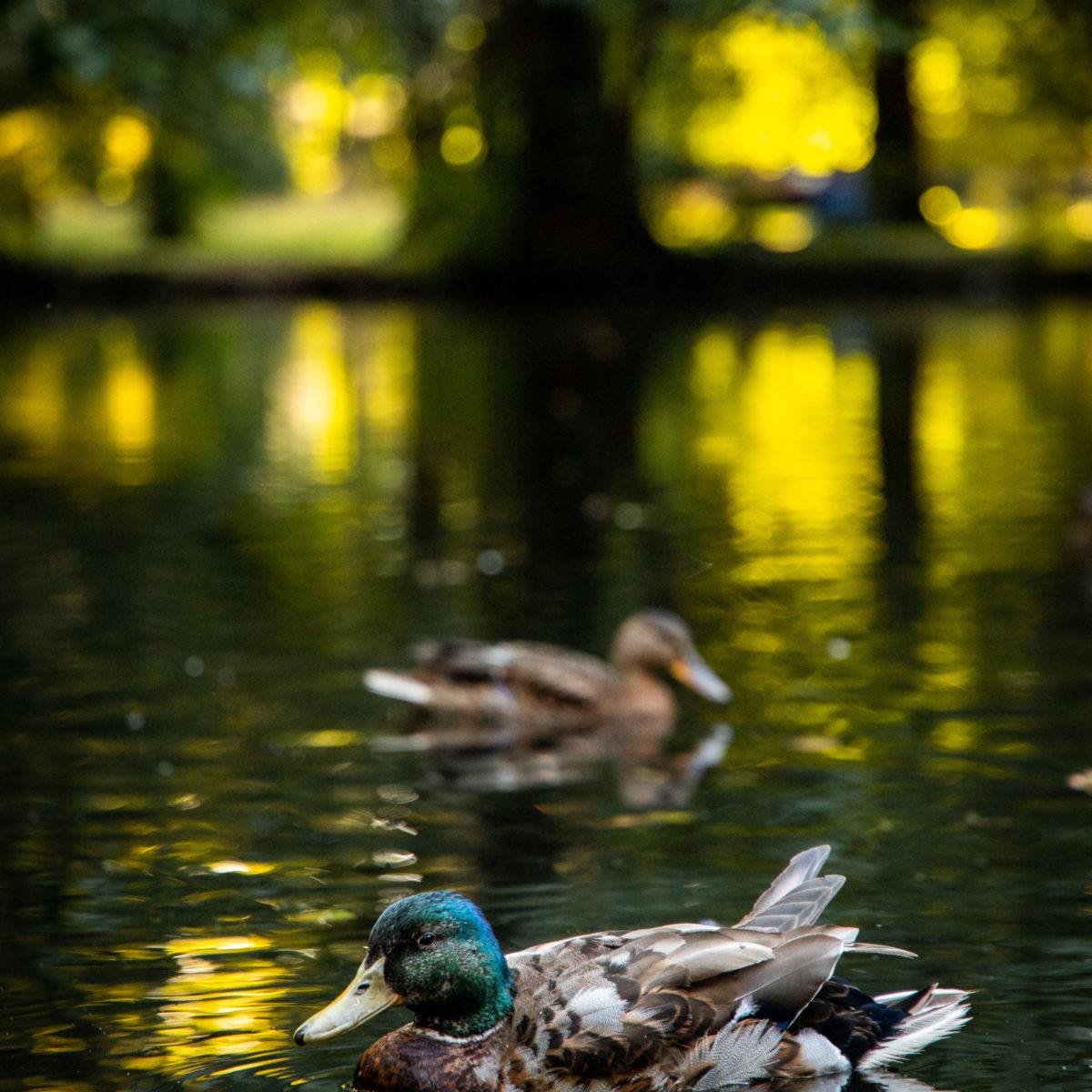 capture-verticale-d-un-canard-colvert-nageant-dans-un-lac-pendant-la-journee (1) capture-verticale-d-un-canard-colvert-nageant-dans-un-lac-pendant-la-journee (1)